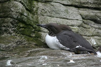 Common Murre