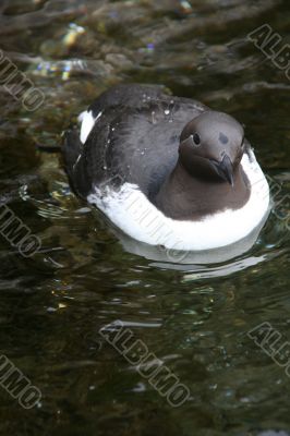 Common Murre