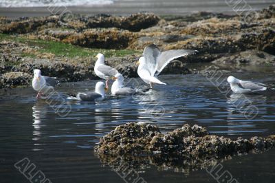 Western gulls in fresh water