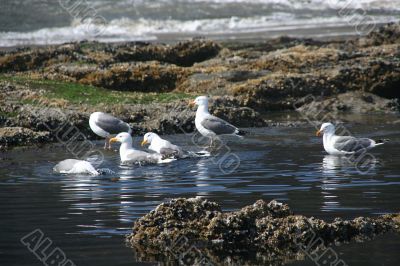 Western gulls in fresh water