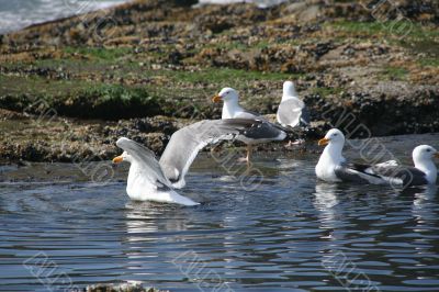 Western gulls in fresh water