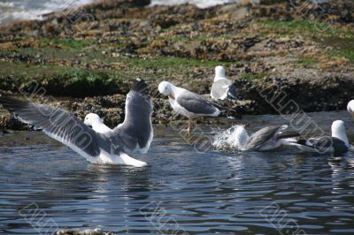 Western gulls in fresh water