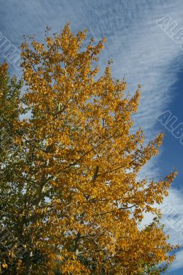 Aspen in park, Kananaskis mountains