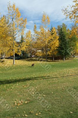 Aspen in park, baby stroller Aspen in park, baby stroller