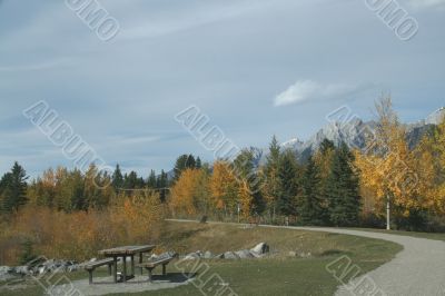 Aspen in park, Kananaskis mountains