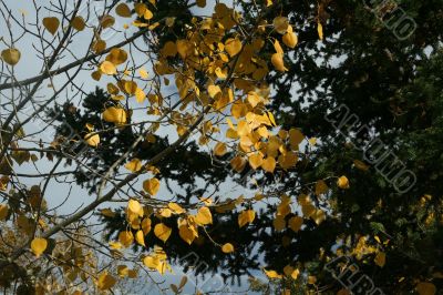 Details, trembling branches of aspen Details, trembling branches of aspen