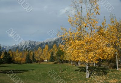 Aspen in park, Aspen in park,