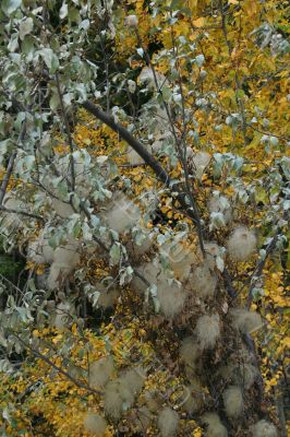 Autumn palette - spent flowers Autumn palette - spent flowers