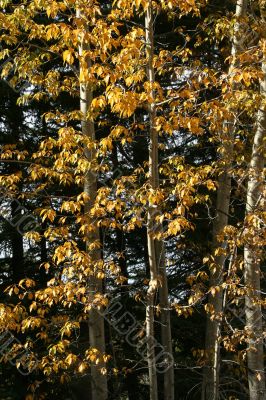 Tall birch trees in autumn colors
