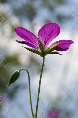 Vivid purple rural flower