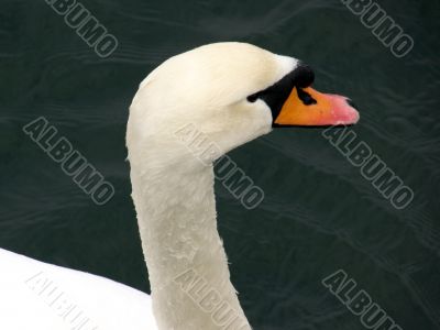 Swan Closeup