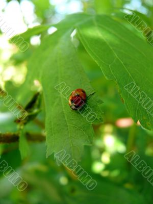 Ladybug Ladybug