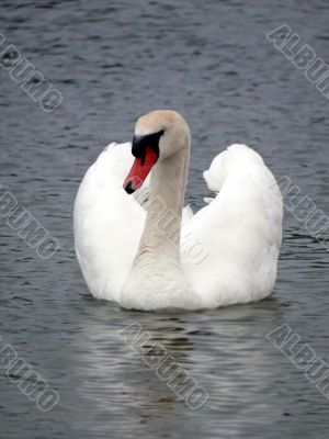 Mute Swan