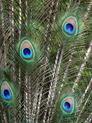 Peacock Feathers