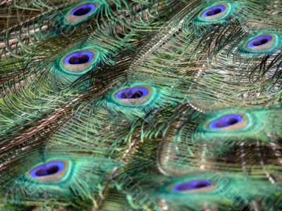 Peacock Feathers