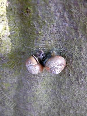 Snail Mating Snail Mating