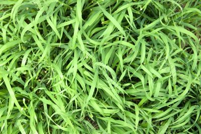 Grass texture