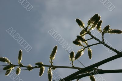 Wisteria seeds