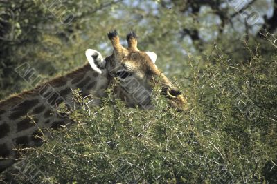 Giraffe head with acacia thorn tree