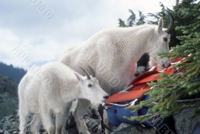 Mountain goats, licking salt from climber`s pack