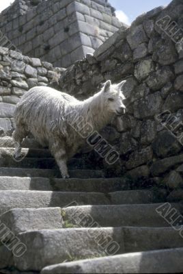 Alpaca descending Inca stairway