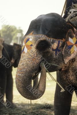 Painted elephant