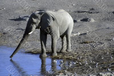 Elephant drinking at water hole