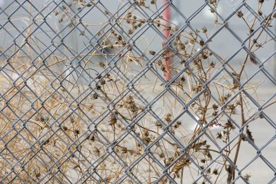 fence with dry weed