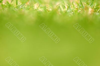 grass texture