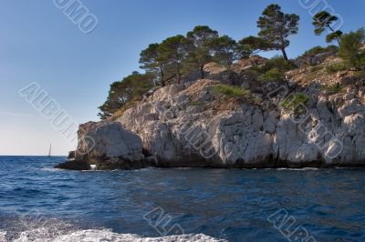 Coastal pines Coastal pines