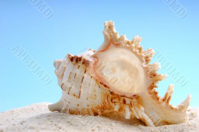 Shell Shell