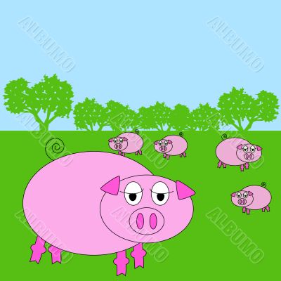 pig in a field