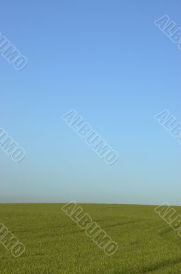 Green field