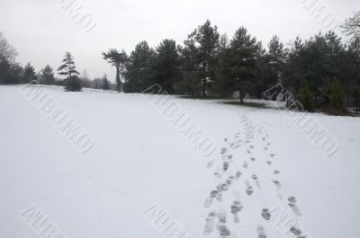 Footprints in the snow