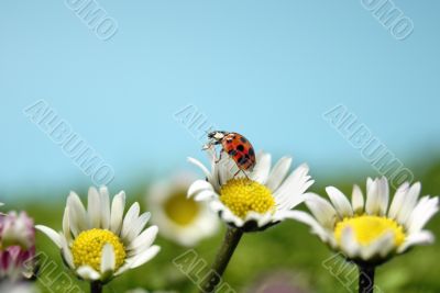 Ladybird Ladybird