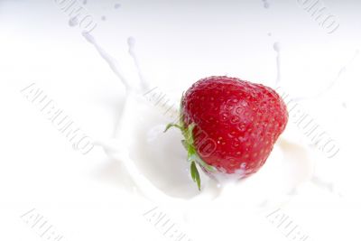 Milk Splash Milk Splash