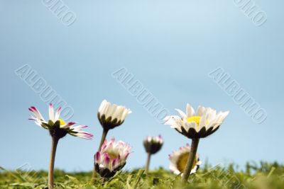 daisy daisy