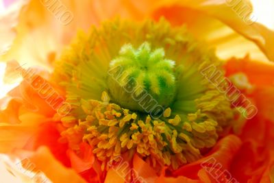 Poppy Poppy