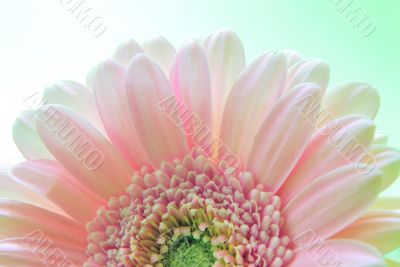 Soft Flower Soft Flower