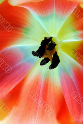 Tulip Tulip