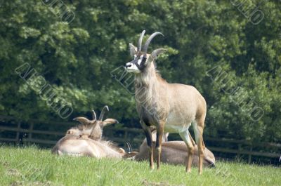 Roan antelope