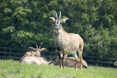 Roan antelope