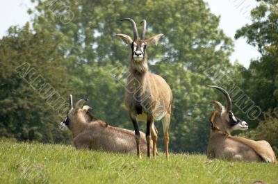 Roan antelope