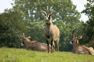 Roan antelope