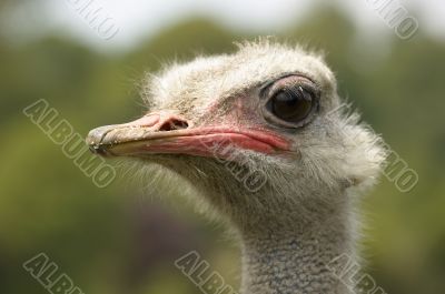 Ostrich