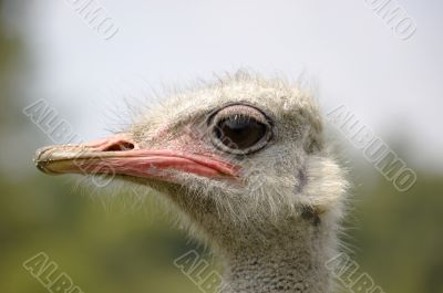 Ostrich