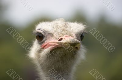 Ostrich