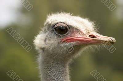 Ostrich