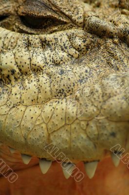 crocodile detail