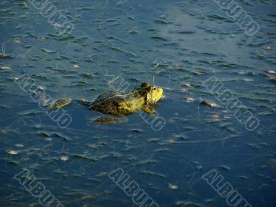 fauna fauna